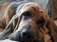 Bloodhound lazy and melancholy picture