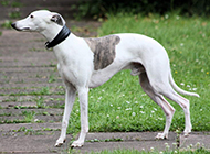 Elegant and confident pictures of pure Whippets