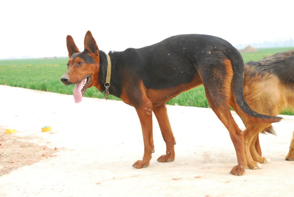 Pictures of purebred ferocious Laizhou red dogs