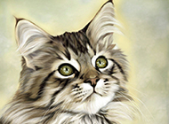 Beautiful sketch of Maine Coon cat