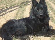 Pictures of big black bear dogs resting in the wild