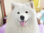 Cute pictures of naughty Samoyed dogs sticking out their tongues