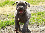 Picture gallery of cane corso puppies running