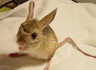 Close-up picture of cute long-eared jerboa