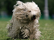 Komondor dog running happily on the grass picture