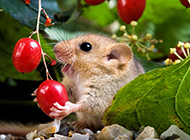 Pictures of naughty and greedy hazel dormouse