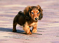 Exquisite and compact mini dachshund pictures