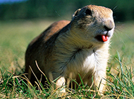 Cute groundhog sticking out tongue expression picture