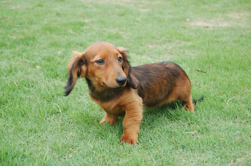 Pictures of small and cute long-haired dachshunds