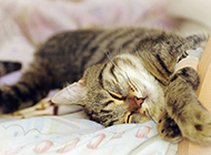 Pictures of British tabby cats sleeping