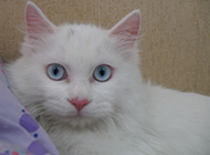 Cute pet blue eyes white cat pictures