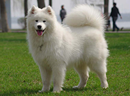 Samoyed puppy naughty tongue sticking out picture