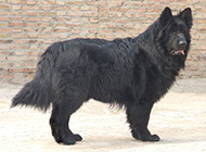 Pictures of strong and tall black bear dogs