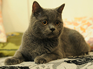 Pictures of cute and cute purebred British shorthair cats