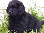 Newfoundland cute naughty puppy pictures