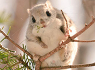 A collection of super cute little flying squirrel pictures