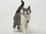 Pictures of cute and cute blue and white British shorthair cats
