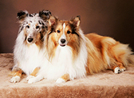 Pictures of Shetland Sheepdogs with docile and sweet personalities