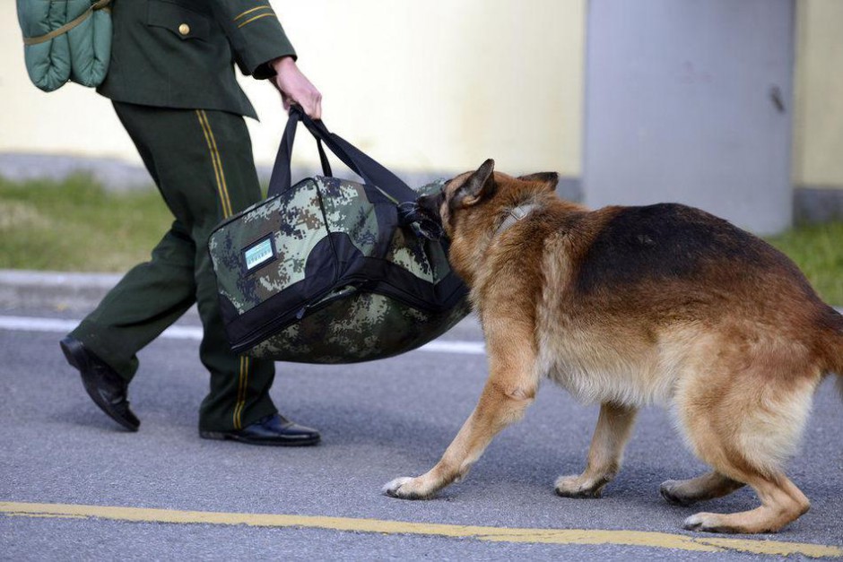 Pictures of police dogs reluctant to part with their owners