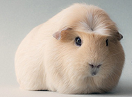 Collection of pictures of furry guinea pigs