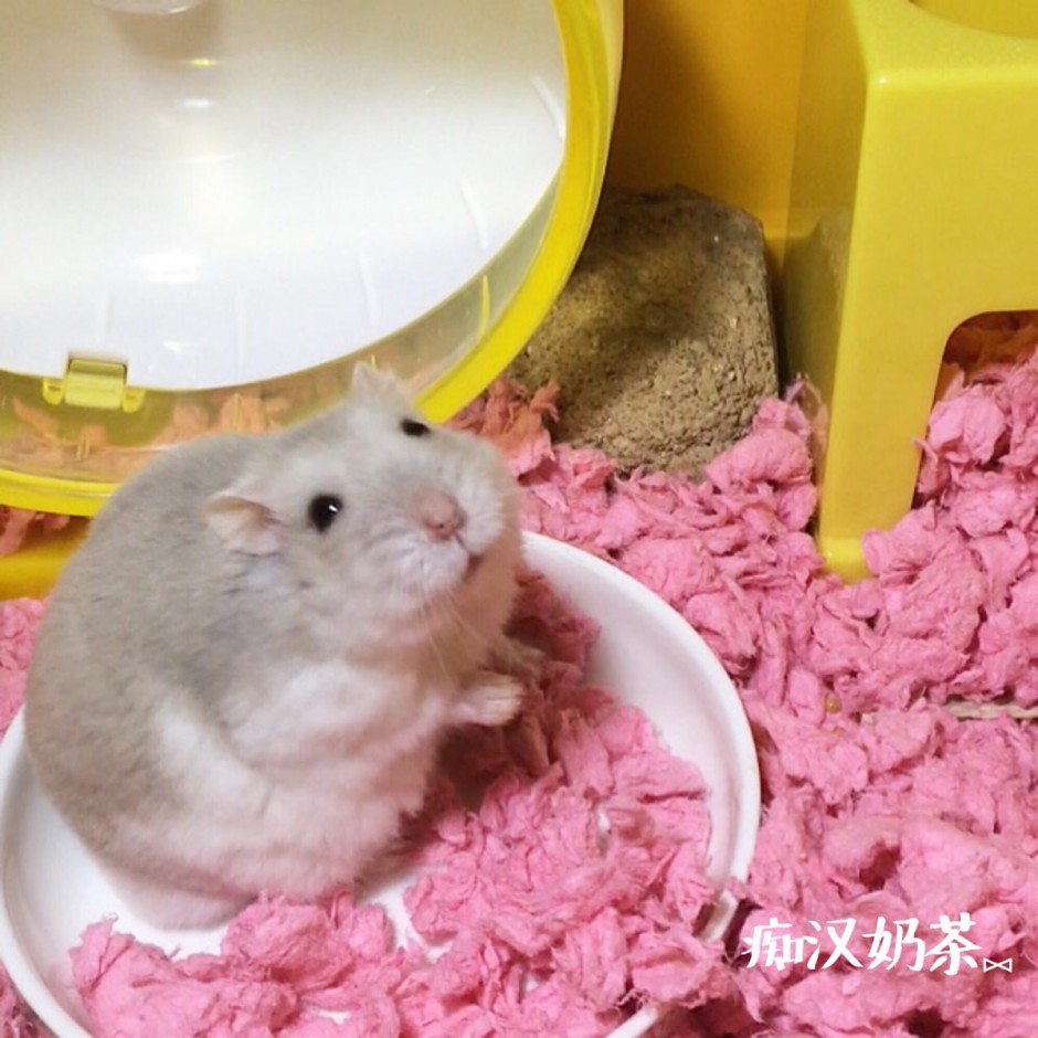 Cute picture of hamster with pudding milk tea