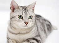 Appreciation of the most beautiful American shorthair cat pictures