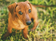 Pictures of little dachshund's coquettish eyes