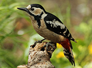 Chinese Woodpecker Picture Wallpaper Selection