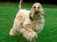 Afghan hound running and playing pictures