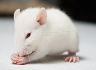 Pictures of cute and well-behaved white mice
