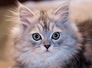 Cute Persian cat pictures are so cute