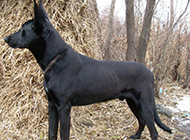 Big black wolfdog tall and mighty picture