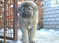 Six-month-old Caucasian dog alert expression picture