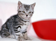 Cute pictures of petite teacup cats
