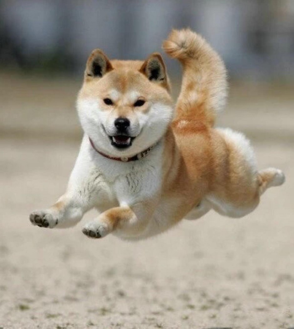 Pictures of flying miniature Akita dogs