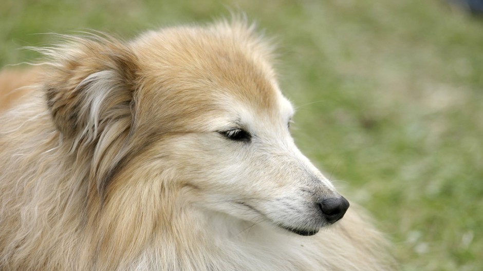 Close-up picture of large fox dog with focused eyes