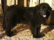 Picture of black Newfoundland dog sticking out tongue naughtily