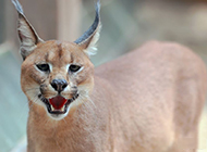 African caracal pictures with fierce and domineering expressions
