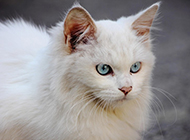 Picture of long-haired blue-eyed white cat with noble temperament