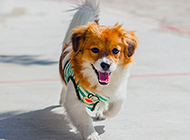 Pictures of Papillon dogs with a light gait