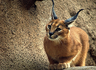 Pictures of elegant and noble caracal cats