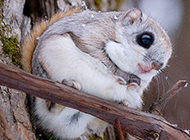 Cute and clever pictures of wild little flying squirrels