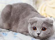 Gray Scottish fold cat alert expression picture