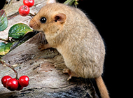 Little dormouse clever and naughty pictures