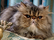Picture of domineering purebred Persian cat with proud expression