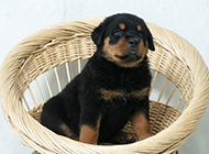 Cute pictures of cute Rottweiler puppies