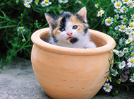 Super small mini cute teacup cat pictures