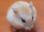 Picture of round white pudding hamster