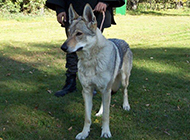 Pictures of Czech wolfdogs with calm eyes