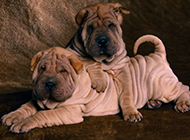 Pictures of Shar-Pei puppies with heads like hippopotamuses